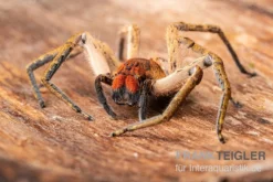 Red Fang Spider, Piloctenus Haematostoma