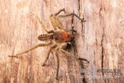 Red Fang Spider, Piloctenus Haematostoma -Huisdierbenodigdheden Serie Red Fang Spider Piloctenus haematostoma 3