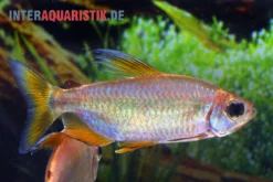 Regenbogen-Kongosalmler, Phenacogrammus Hilgendorfi