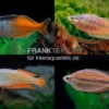 Regenbogenfisch-Mix, 5 Tiere