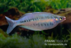 Gestreifter Regenbogenfisch, Chilatherina Fasciata, 5 Tiere -Huisdierbenodigdheden Serie Regenbogenfisch Chilatherina fasciata