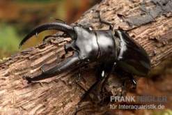 Rhinoceros-Hirschkäfer, Hexarthrius Rhinoceros