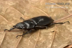 Huisdierbenodigdheden Serie -Huisdierbenodigdheden Serie Rhinoceros Hirschkaefer Hexarthrius rhinoceros 2