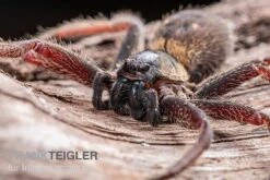 Riesenkrabbenspinne, Heteropoda Sp. Indonesien 01 -Huisdierbenodigdheden Serie Riesenkrabbenspinne Heteropoda sp Indonesien 03