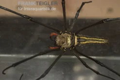 Riesenradnetzspinne, Nephila Maculata -Huisdierbenodigdheden Serie Riesenradnetzspinne Nephila maculata