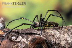 Riesenradnetzspinne, Nephila Maculata -Huisdierbenodigdheden Serie Riesenradnetzspinne Nephila maculata 5