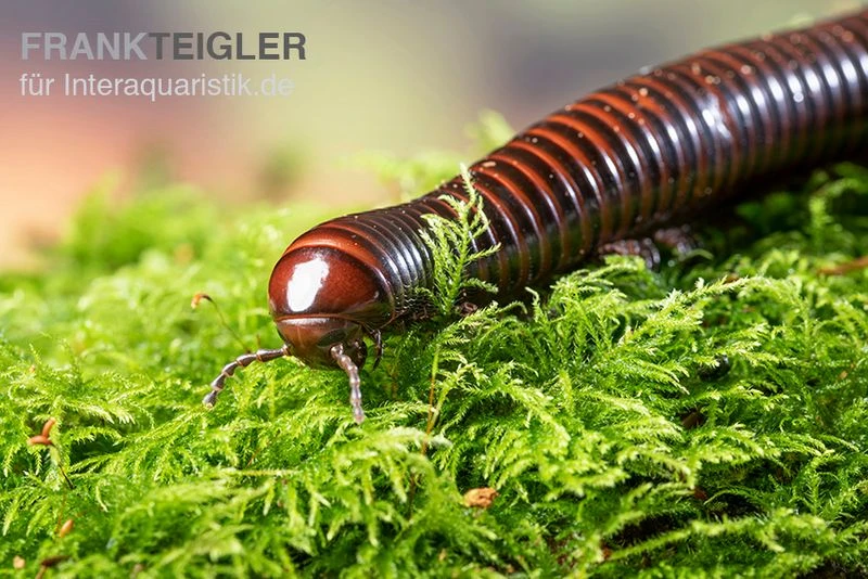 Riesiger Feuer-Tausendfüßer, Pelmatojulus Excisus 1 Riesiger Feuer-Tausendfüßer, Pelmatojulus Excisus