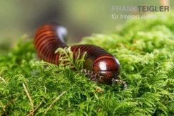 Riesiger Feuer-Tausendfüßer, Pelmatojulus Excisus 5 Riesiger Feuer-Tausendfüßer, Pelmatojulus Excisus -Huisdierbenodigdheden Serie Riesiger Feuer Tausendfuesser Pelmatojulus excisus 3