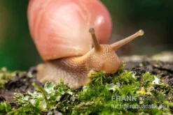 Rote Hausschnecke, Limicolaria Sp. "Deep Red" -Huisdierbenodigdheden Serie Rote Hausschnecke Limicolaria sp Deep Red 4