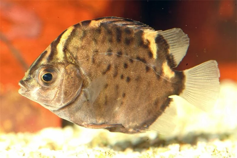 Roter Argusfisch, Scatophagus Argus Atromaculatus 1 Roter Argusfisch, Scatophagus Argus Atromaculatus