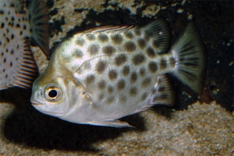 Roter Argusfisch, Scatophagus Argus Atromaculatus 2 Roter Argusfisch, Scatophagus Argus Atromaculatus – Bild 2