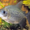 Roter Pacu, Colossoma Brachypomum