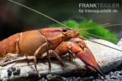 Roter Papuakrebs, Cherax Boesemani (Cherax Red Brick/ Red Chilli) -Huisdierbenodigdheden Serie Roter Papuakrebs Cherax boesemani Cherax Red Brick 2