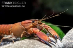 Roter Papuakrebs, Cherax Boesemani (Cherax Red Brick/ Red Chilli) -Huisdierbenodigdheden Serie Roter Papuakrebs Cherax boesemani Cherax Red Brick 3