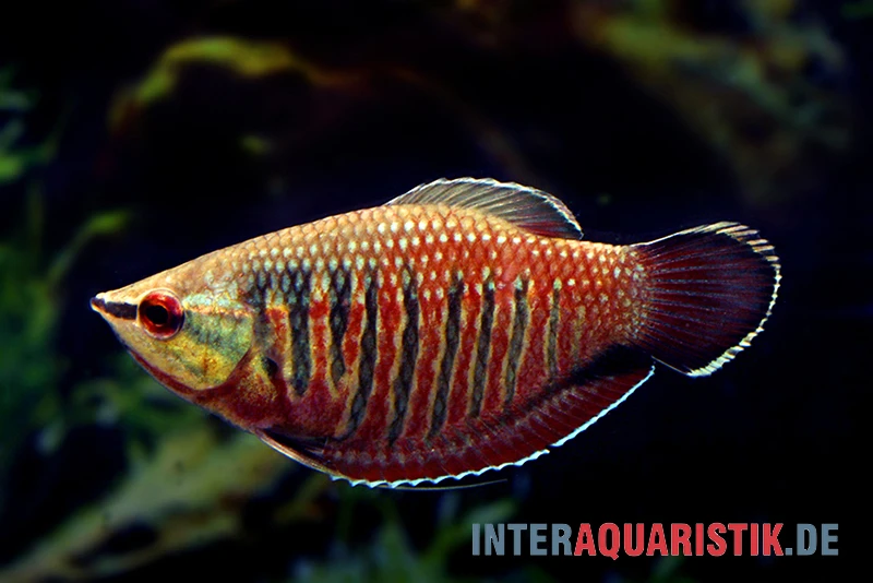 Roter Schokoladengurami, Sphaerichthys Vaillanti 1 Roter Schokoladengurami, Sphaerichthys Vaillanti