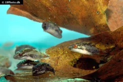 Kammkugelfisch, Carinotetraodon Irrubesco (Rotschwanzkugelfisch) -Huisdierbenodigdheden Serie Rotschwanzkugelfisch Carinotetraodon irrubesco 2