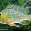 Rotstreifen-Erdfresser, Geophagus Surinamensis