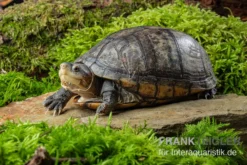 Rotwangen-Klappschildkröte, Kinosternon Cruentatum -Huisdierbenodigdheden Serie Rotwangen Klappschildkroete Kinosternon cruentatum 2