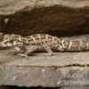 Rübenschwanz-Viperngecko, Hemidactylus Imbricatus