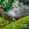 Rückenstreifen-Pelomedusenschildkröte, Pelusios Gabonensis