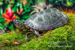 Rückenstreifen-Pelomedusenschildkröte, Pelusios Gabonensis