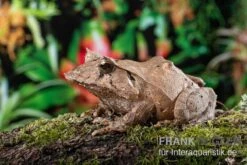 Salomonen-Zipfelfrosch, Ceratobatrachus Guentheri -Huisdierbenodigdheden Serie Salomonen Zipfelfrosch Ceratobatrachus guentheri 2