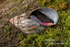 Samt-Achatschnecke, Archachatina Marginata Suturalis "Ikom" -Huisdierbenodigdheden Serie Samt Achatschnecke Archachatina marginata suturalis Ikom 3