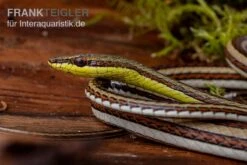Sandrenn-Natter, Psammophis Elegans -Huisdierbenodigdheden Serie Sandrenn Natter Psammophis elegans 03