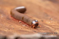 Satun-Tausendfüßer, Spirobolus Sp. "Satun" -Huisdierbenodigdheden Serie Satun Tausendfuesser Spirobolus sp Satun 3