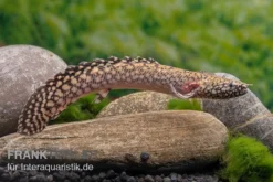 Schmuck-Flösselhecht, Polypterus Ornatipinnis, NZ -Huisdierbenodigdheden Serie Schmuck Floesselhecht Polypterus ornatipinnis neu 3