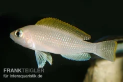 Schneckenbuntbarsch, Neolamprologus Caudopunktatus, DNZ