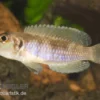 Schneckenbuntbarsch Gold, Lamprologus Ocellatus, DNZ