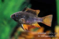 Schwarzer Schmetterlingsbuntbarsch, XL Microgeophagus Ramirezi "Black" -Huisdierbenodigdheden Serie Schwarzer Schmetterlingsbuntbarsch 3