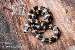 Schwarzgebänderte Wühltrugnatter, Scolecophis Atrocinctus -Huisdierbenodigdheden Serie Schwarzgebaenderte Wuehltrugnatter Scolecophis atrocinctus 3