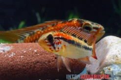 Schwarzkehl-Zwergbuntbarsch, Apistogramma Viejita, Paarweise -Huisdierbenodigdheden Serie Schwarzkehl Zwergbuntbarsch Apistogramma viejita 3