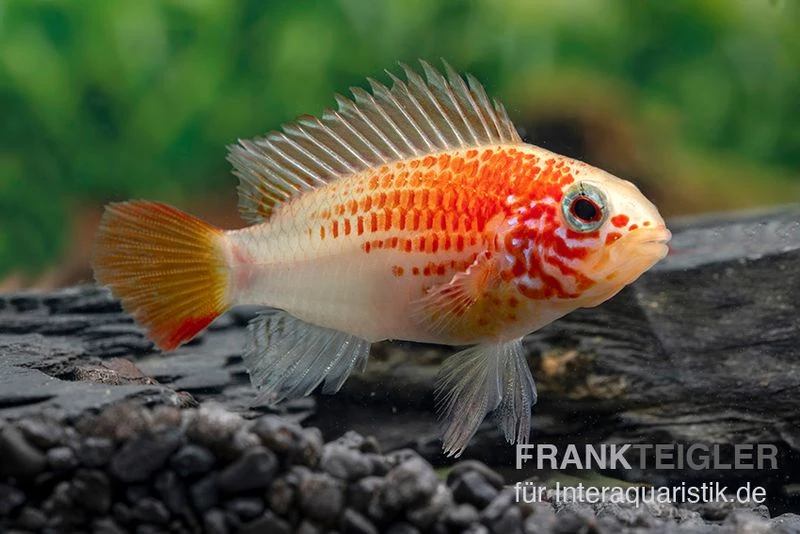 Schwarzkehlbuntbarsch Gold, Apistogramma Viejita Gold, Paarweise 1 Schwarzkehlbuntbarsch Gold, Apistogramma Viejita Gold, Paarweise