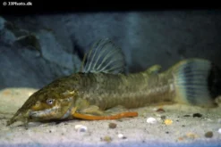 Schwielenwels, Megalechis Picta 5 Schwielenwels, Megalechis Picta -Huisdierbenodigdheden Serie Schwielenwels Megalechis picta 1