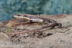 Senegal Mabuya, Trachylepis Affinis -Huisdierbenodigdheden Serie Senegal Mabuya Trachylepis affinis 2