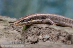 Senegal Mabuya, Trachylepis Affinis -Huisdierbenodigdheden Serie Senegal Mabuya Trachylepis affinis 4