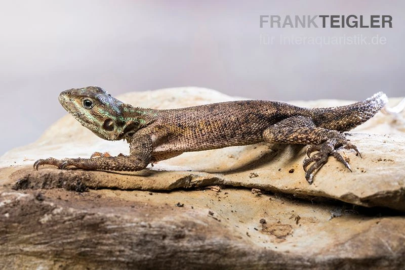 Siedleragame, Agama Agama 2 Siedleragame, Agama Agama – Bild 2