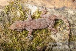Sierra Leone Mauergecko, Tarentola Parvicarinata -Huisdierbenodigdheden Serie Sierra Leone Mauergecko Tarentola parvicarinata 3
