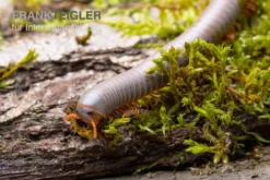 Silberner Tausendfüßer, Aulacobolus Unicatus "Silver" -Huisdierbenodigdheden Serie Silberner Tausendfuesser Aulacobolus unicatus Silver 3