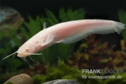 Goldener Flusswels, Silurus Glanis Gold (Kaltwasser) -Huisdierbenodigdheden Serie Silurus glanis flusswels 1
