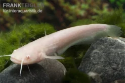 Goldener Flusswels, Silurus Glanis Gold (Kaltwasser) -Huisdierbenodigdheden Serie Silurus glanis flusswels 2