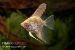 Huisdierbenodigdheden Serie -Huisdierbenodigdheden Serie Skalar Albino Goldstripe Diamant Pterophyllum scalare 1