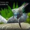 Skalar Philippine Blue Smokey, Pterophyllum Scalare