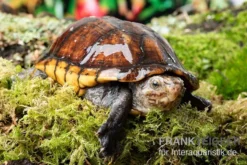 Skorpions-Klappschildkröte, Kinosternon Scorpioides -Huisdierbenodigdheden Serie Skorpions Klappschildkroete Kinosternon scorpioides 3