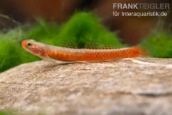 Smaragdgrundel, Stiphodon Surrufus, 1 Paar -Huisdierbenodigdheden Serie Smaragdgrundel Stiphodon surrufus 3