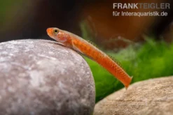 Smaragdgrundel, Stiphodon Surrufus, 1 Paar -Huisdierbenodigdheden Serie Smaragdgrundel Stiphodon surrufus 4