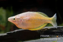 Sorong-Regenbogenfisch, Melanotaenia Fredericki Wild, 5 Tiere -Huisdierbenodigdheden Serie Sorong Regenbogenfisch Melanotaenia fredericki Wild